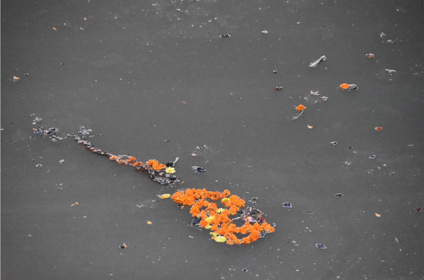 fleurs oranges flottant dans fleuve